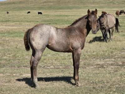 Roan Bar Topsail JW <BR>AQHA 6420076